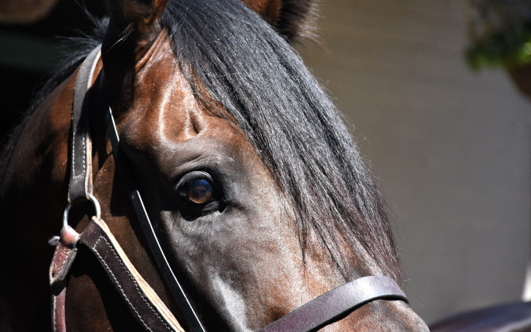 Detail of a horses face