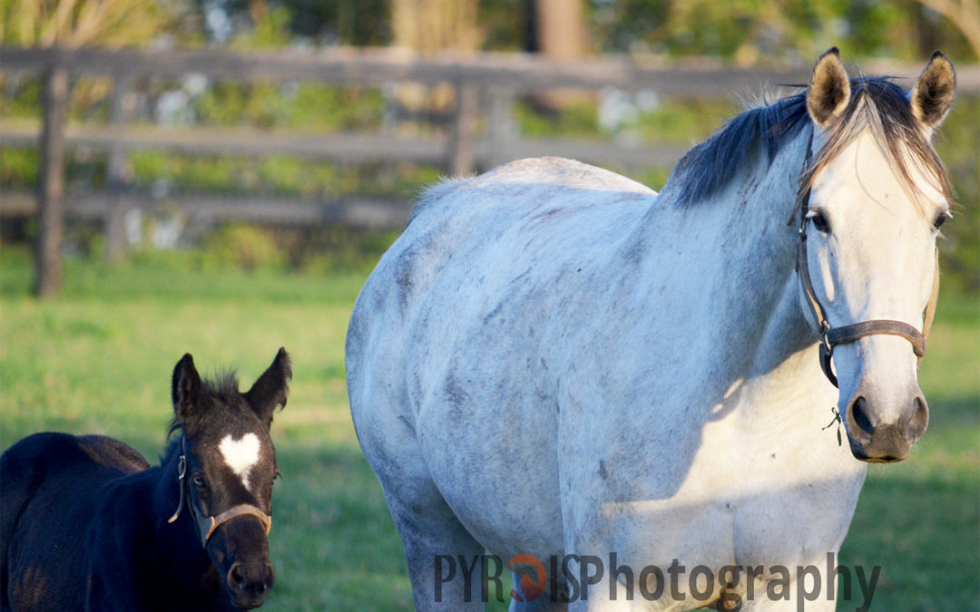 Six Things Foaling Mares Taught Me About Client Relations