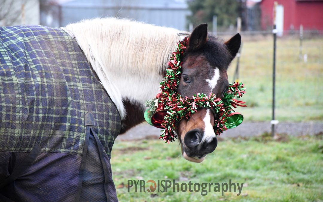 Seven Ways To Become A Horse(Wo)man’s Favorite Person This Christmas