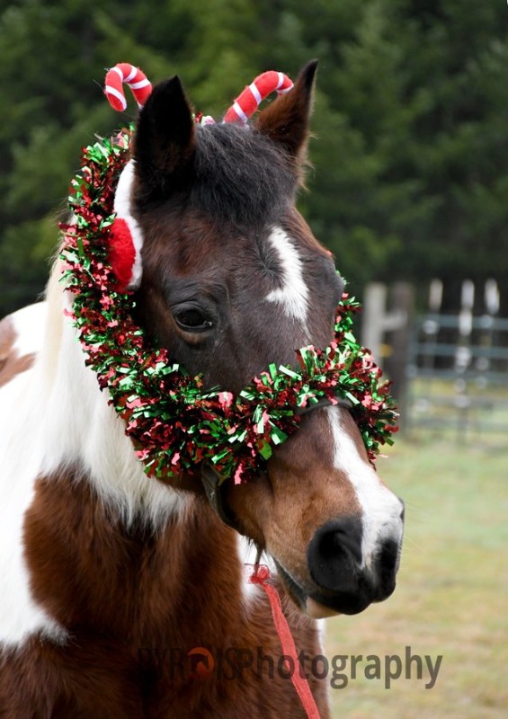 A horse wearing ear muffs and garland.