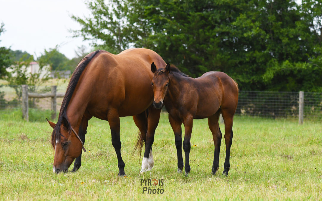 A mare and foal grazing in a field.