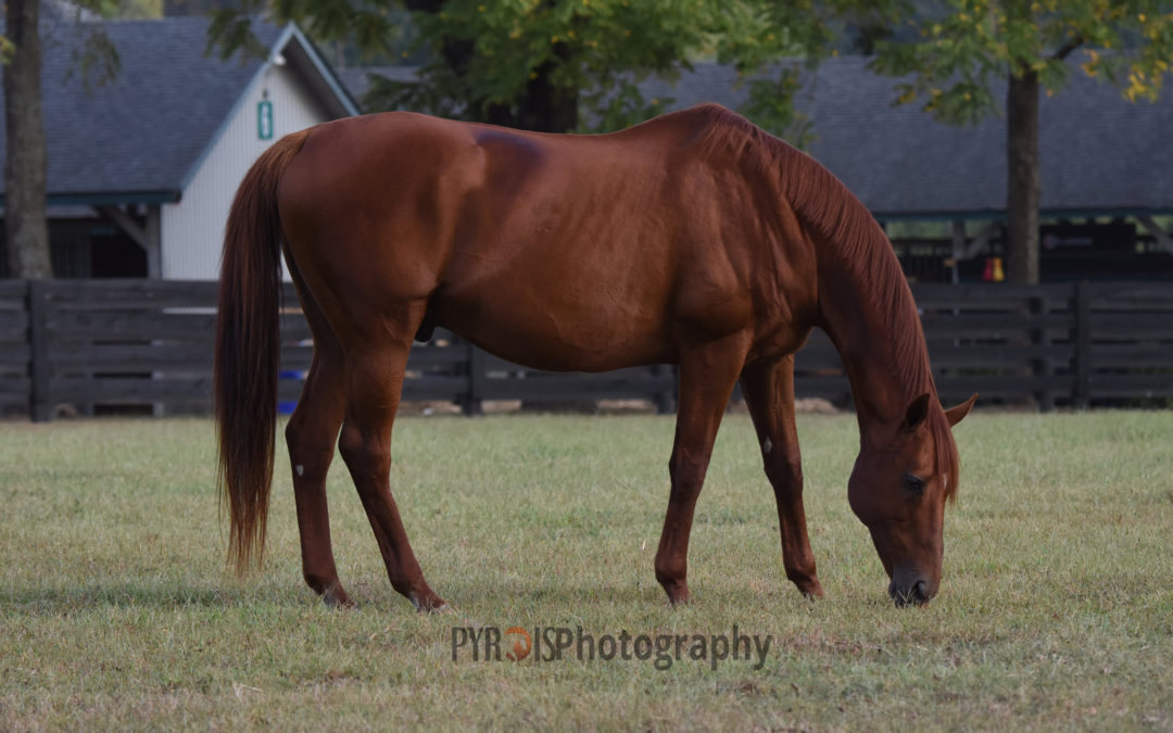 Horses Who Built Me: Point Given