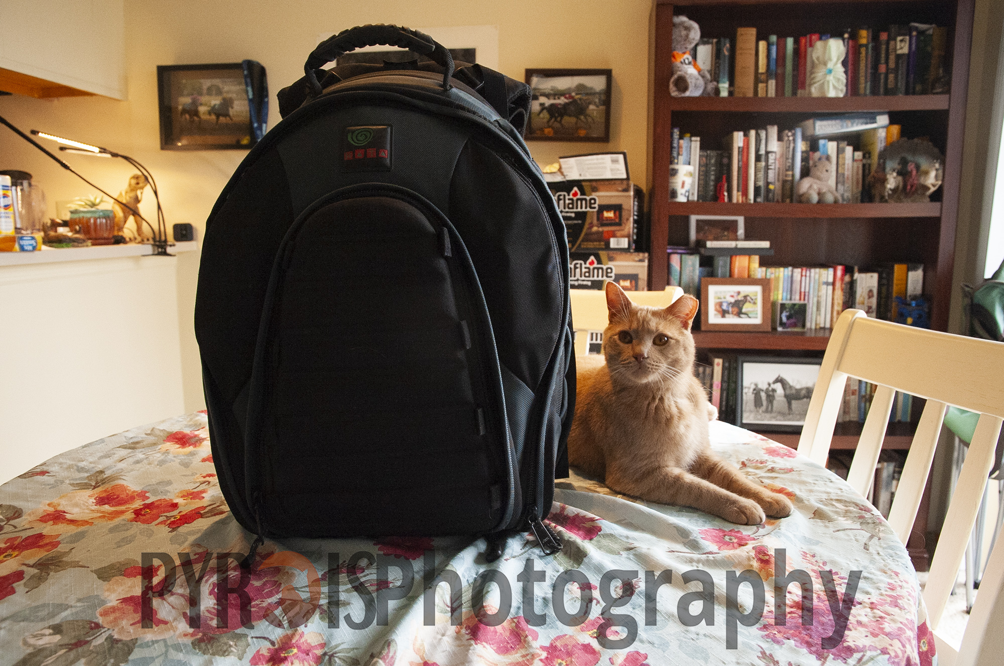 The Pyrois Media camera bag and Bentley the cat.