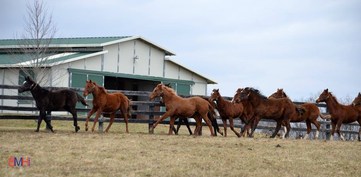Colts running in front of a barn.