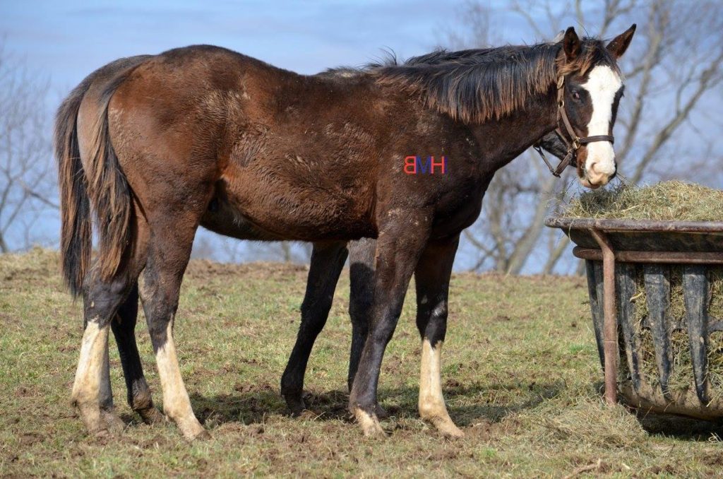 A horse eating hay