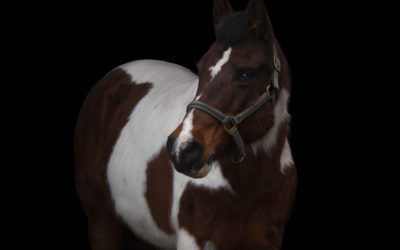 Ways To Prepare Your Pet for A Photo Shoot