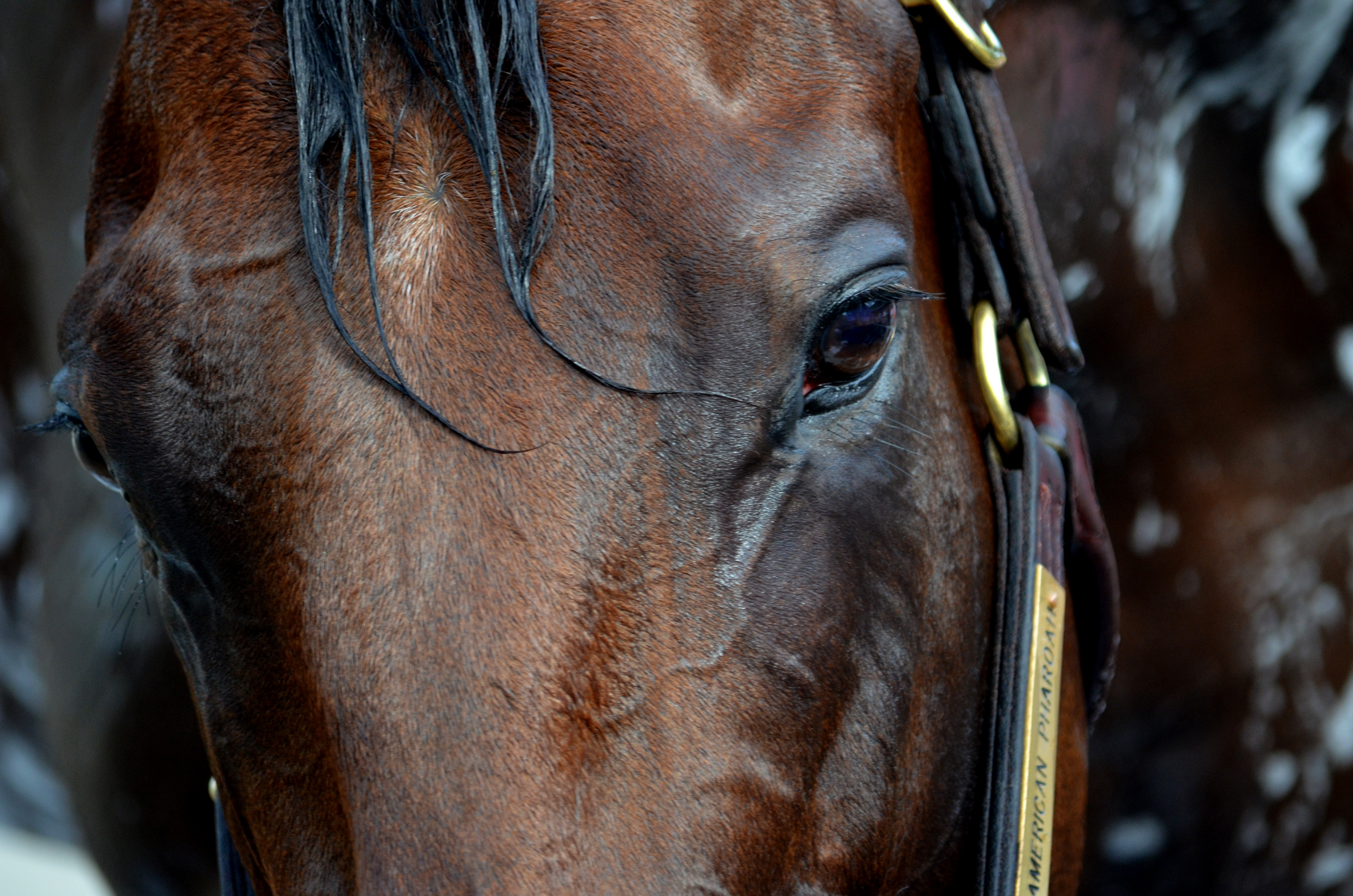 Six Pedigree-Based Royal Ascot Observation