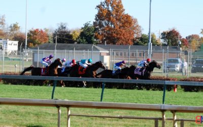 Horses Who Built Me: St Nicholas Abbey