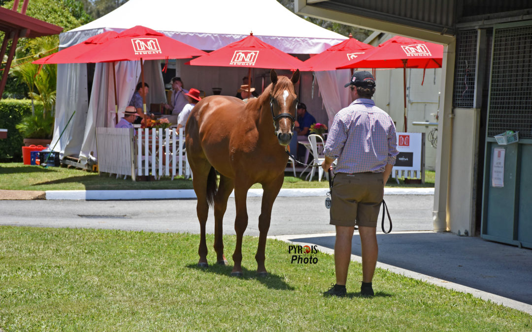 A horse standing at a horse sale