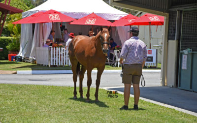 How In-Hand Classes Prepare You To Work Horse Sales