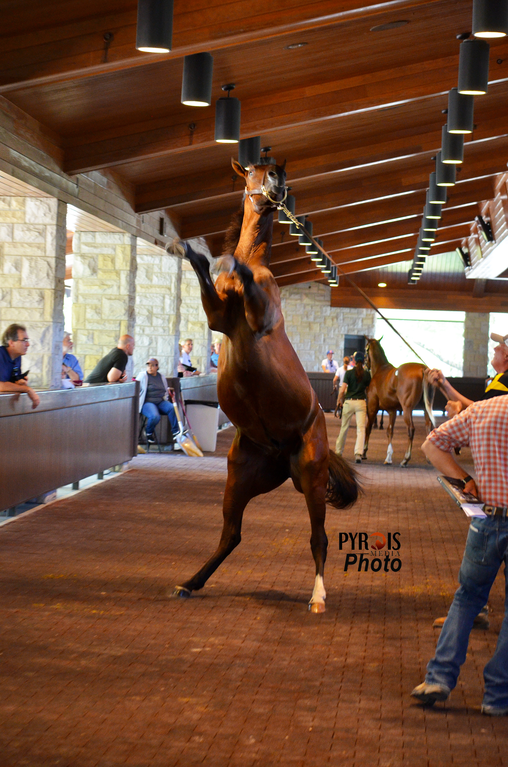 A rearing bay horse