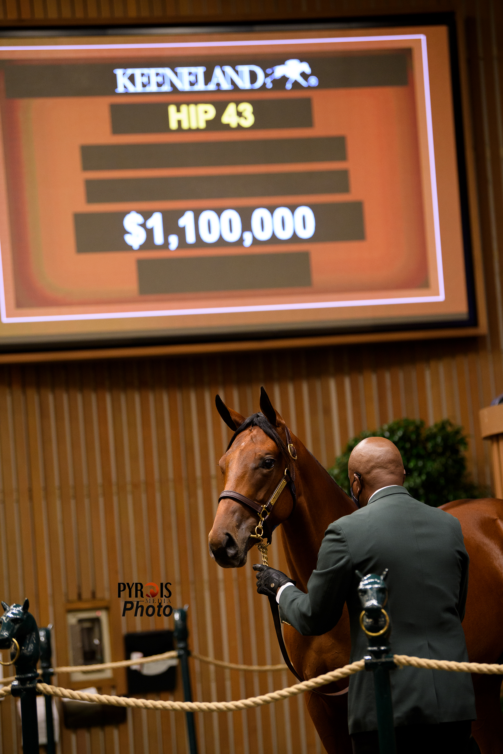 A horse selling for $1.1 million.