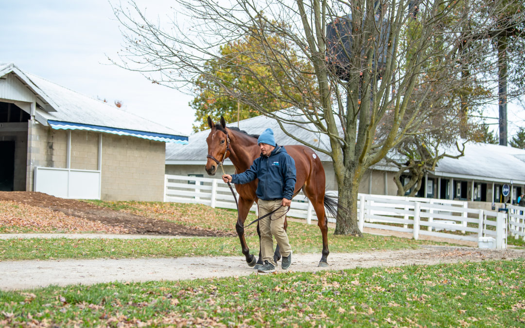 Four Things to Know Before Deciding to Work In The Equine Industry