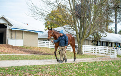 Four Things to Know Before Deciding to Work In The Equine Industry