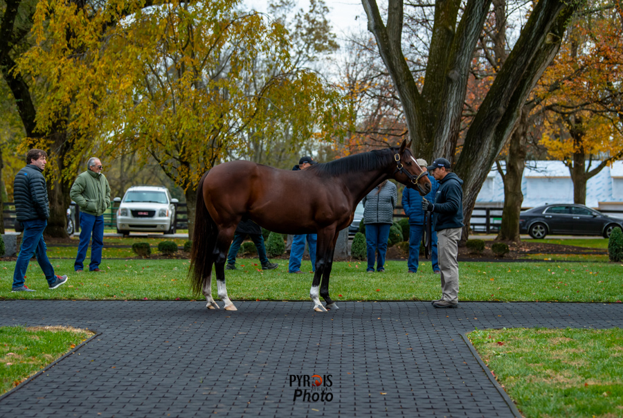 Beyond the Lens: November Kentucky Stallions Part 2