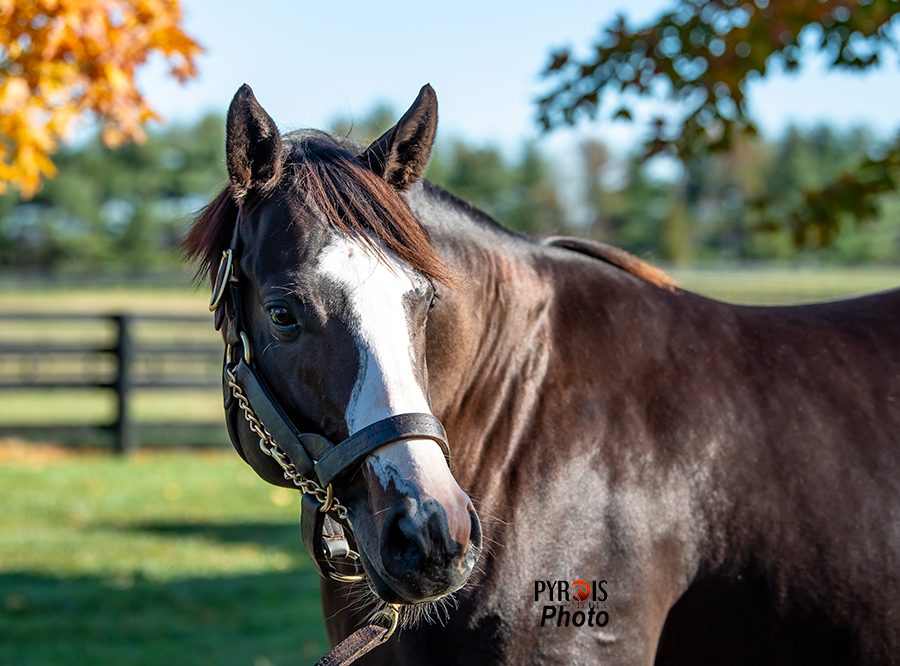 Beyond The Lens: November Kentucky Stallions Part 1