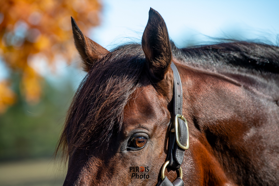 Keeping It In The Family: 2024 Kentucky Derby & Oaks