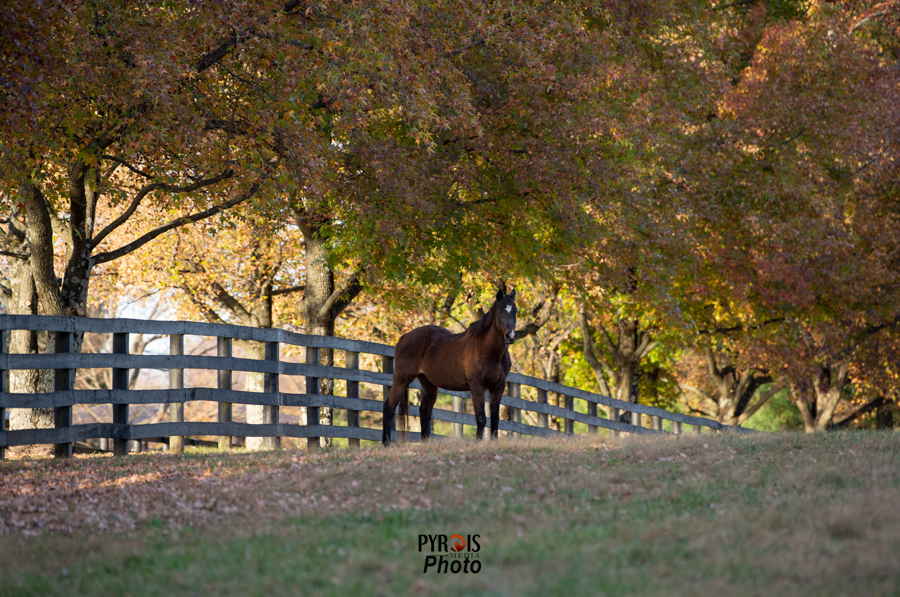Beyond The Lens: November Kentucky Stallions Part 3