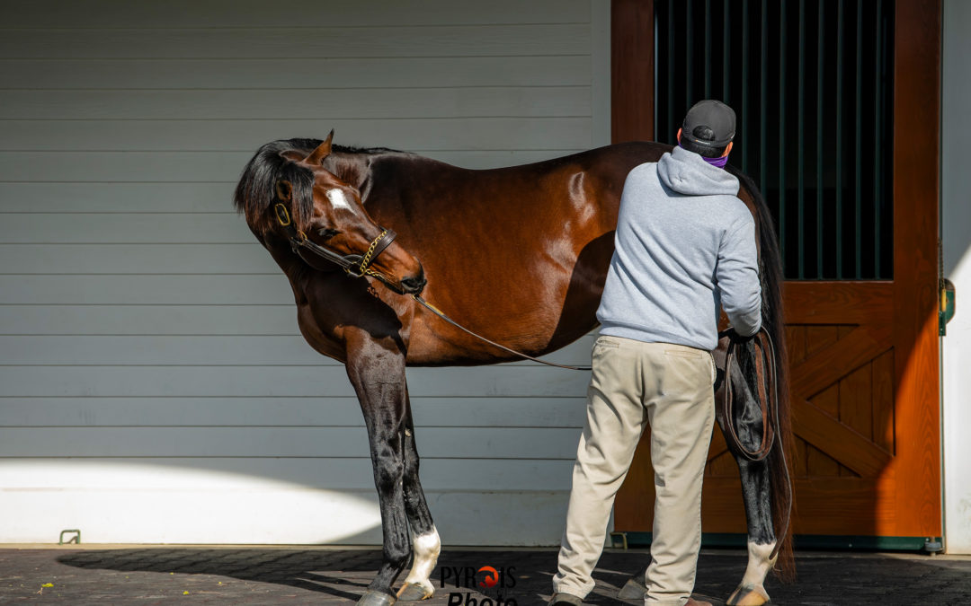 Beyond the Lens: January Stallions Part 2