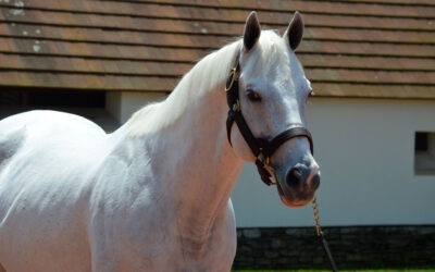Keeping It In The Family: 2025 Kentucky Derby & Oaks