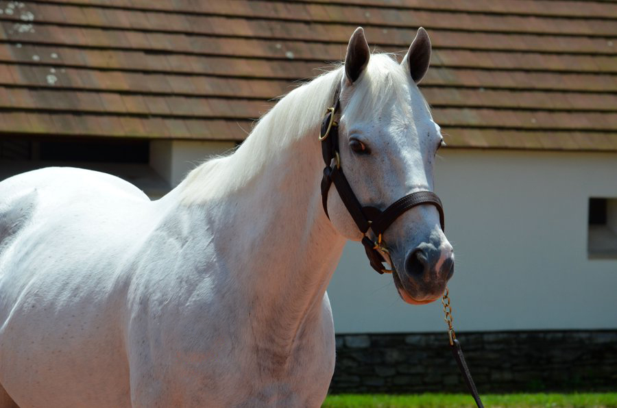 Keeping It In The Family: 2023 Belmont Stakes